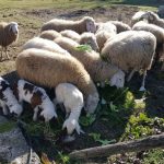 pecore-capre-animali-fattoria-didattica-alimentati-mangimi-naturali-biologici-animagricola