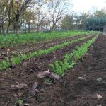 orti-verdure-piantate-dimora-stagione-lattuga-fattoria-didattica-animagricola