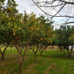 alberi-arance-alimentate-concime-organico-naturali-biologiche-fattoria-didattica-animagricola