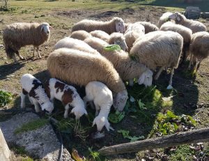 pecore-capre-mangiano-cibo-bio-naturale-fattoria-didattica-animagricola