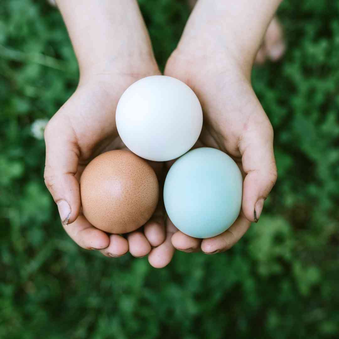 raccolta-uova-galline-allevate-terra-attività-pomeriggi-fattoria-didattica-animagricola