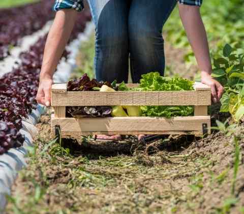 raccolta-frutta-verdura-stagione-bio-naturale-online-domicilio-fattoria-didattica-animagricola