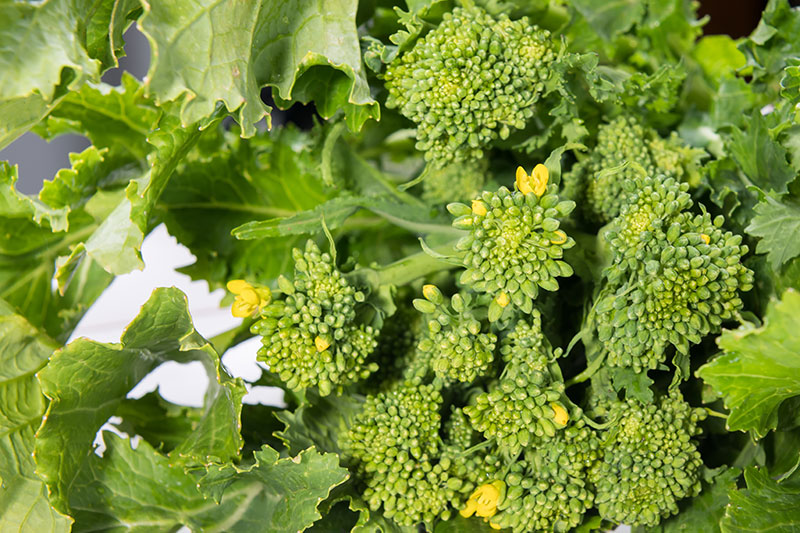 broccoli-di-rapa-ortaggi-animagricola