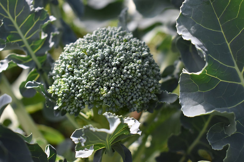 broccoli-ortaggi-animagricola